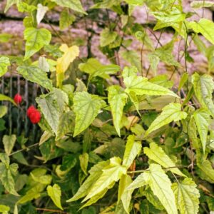 5397-ABUTILON MEGAPOTANICUM - BRASILE - MALVACEAE