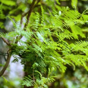 5428-MIMOSA ACANTHOCARPA - MESSICO  - LEGUMINOSAE