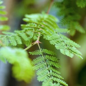 5427-MIMOSA ACANTHOCARPA - MESSICO  - LEGUMINOSAE