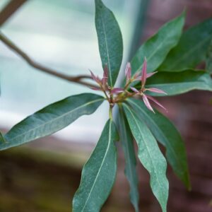 5430-EUGENIA JAMBO - N ZELANDA  - MYRTACEAE