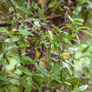 5441-DAPHNE BHOLUA - HIMALAYA - THYMELAECEAE