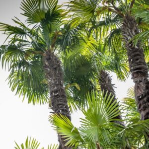 5447-TRACHYCARPRUS FORTUNEI - GIAPPONE - PALMAE