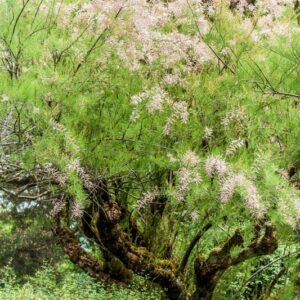 TAMARIA PENTANDRA - EUROPA - TAMARICACEAE - 5445