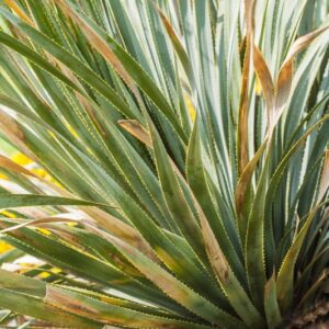 5450-DASYLIRION GLAUCORHYLLUM  - AGAVACEAE
