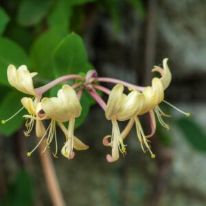 5456-LONICERA TELLMANNIANA - IBRIDO  - CAPRIFOLIACEAE