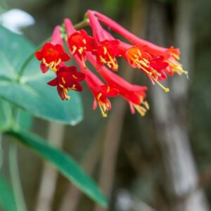 5459-LONICERA SEMPERVIRENS - CHINA SUD EST USA  - GGGGG GGGG