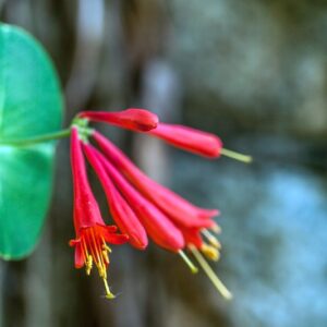 5461-LONICERA SEMPERVIRENS - CHINA SUD EST USA  - CAPRIFOLIACEAE