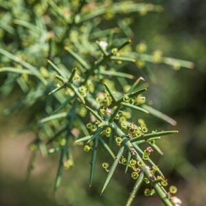 5465-COLLETIA ARMATA - CHILE  - RHAMNACEAE