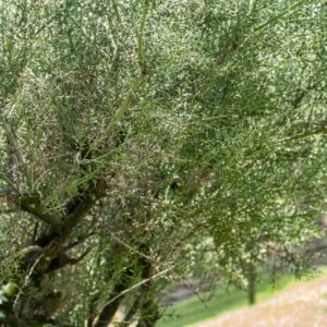5466-COLLETIA ARMATA - CHILE  - RHAMNACEAE