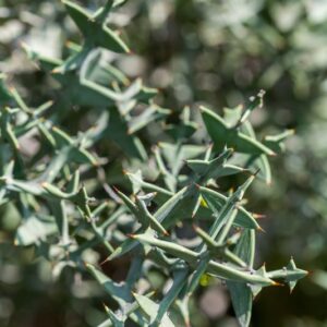5468-COLLETIA CRUCIATA - URUGUAY SUD BRASILE  - RHAMNACEAE