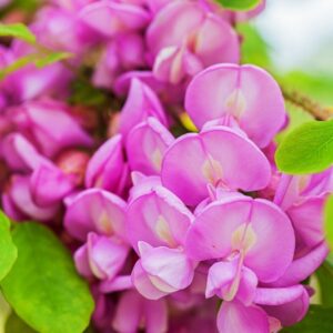 5475-ROBINIA HISPIDA - SUD STATI UNITI - LEGUMINOSAE