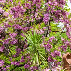 5476-ROBINIA HISPIDA - SUD STATI UNITI - LEGUMINOSAE