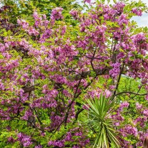 5477-ROBINIA HISPIDA - SUD STATI UNITI - LEGUMINOSAE