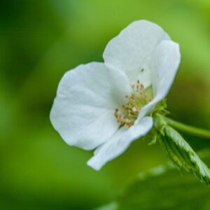 5480-RHODOTYPOS SCANDENS - CHINA GIAPPONE - ROSACEAE
