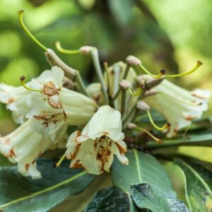 5482-RHODODENDRUM MACABEANUM - MANIPUR ASSAM - ERICAEAE