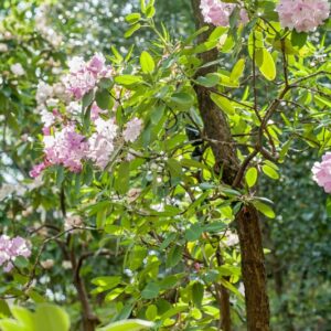 5484-RHODODENDRUM ORBICULARE - CHINA - ERICAEAE