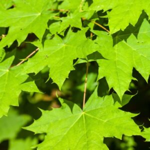 5494-ACER GLOBOSUM - GIAPPONE - ACERACEAE