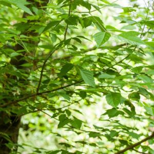 5497-ACER NEGUNDO - FLAVESCENS  - ACERACEAE