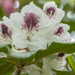 5504-RHODODENDRON - SAPPHO - ERICACEAE