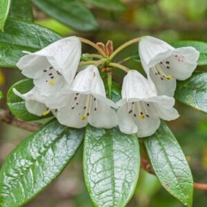 5501-RHODODENDRON - WILTONII - CHINA - ERICACEAE