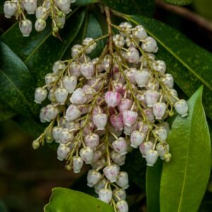 5507-PIERIS FORMOSA - FORRESTII - ERICACEAE