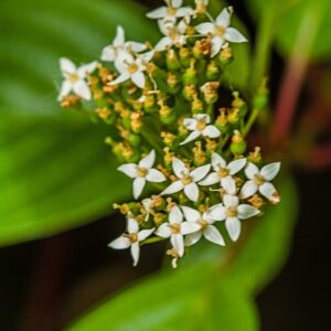 CORNUS STOLONIFERA - CORNIOLO SERICEO - NORD AMERICA - CORNACEAE - 5510