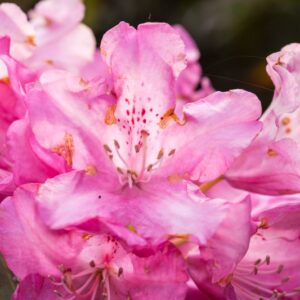 5513-RHODODENDRON PINK PEARL - IBRIDO - ERICACEAE