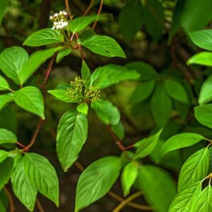 CORNUS STOLONIFERA - NORD AMERICA - CORNACEAE - 5511