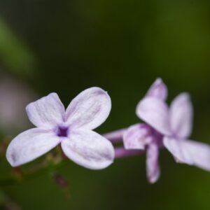 SYRINGA AFGHANA - AFGHANISTAN - OLEACEAE