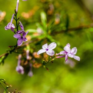 5516-SYRINGA AFGHANA - AFGHANISTAN - OLEACEAE