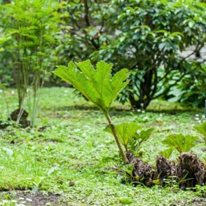 5522-GUNNERA MANICATA - GIAPPONE - GUNNERACEAE