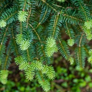 5526-ABIES PINSABO - SPAGNA - PINCEAE
