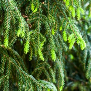 5529-PICEA ORIENTALIS - CAUCASO - ABIETACEAE