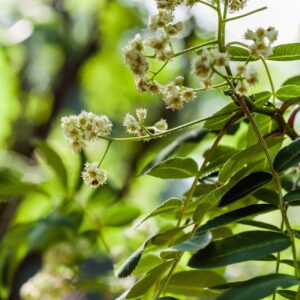SORBUS HUPEHENSIS - SORBO - CHINA - ROSACEAE - 5533