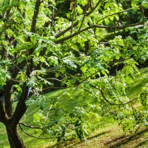 SORBUS HUPEHENSIS - SORBO - CHINA - ROSACEAE - 5534