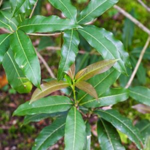 OSMANTHUS YUNNANENSIS - CHINA - OLEACEAE - 5541