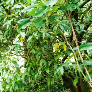 OSMANTHUS YUNNANENSIS - CHINA - OLEACEAE - 5542