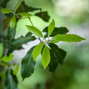 QUERCUS ILEX - LECCIO - SUD EUROPA - FAGACEAE - 5544