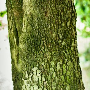 QUERCUS ILEX - SUD EUROPA - FAGACEAE - LECCIO - 5545