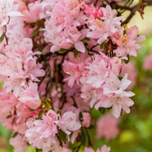 RHODODENDRUM OBTUSUM - VAR SARON - IBRIDO - ERICACEAE - 5550