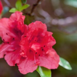 RHODODENDRUM ERIOCARPUM - VAR RED CUMPO - IBRIDO - ERICACEAE - 5548