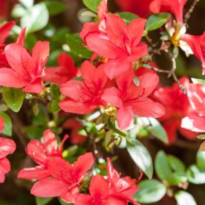 RHODODENDRUM KURUME - VAR AHASMO - MON - GIAPPONE - ERICACEAE - 5553