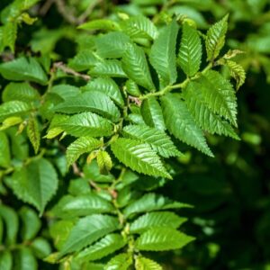 ULMUS PARVIFOLIA - OLMO CINESE - CHINA GIAPPONE COREA - ULMACEAE - 5559