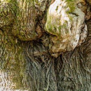 CASTANEA SATIVA, CASTAGNO EUROPEO , FAGACEAE - PIANTATA NEL 1700 ca - 5563