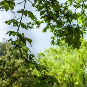 CASTANEA SATIVA - PIANTATA NEL 1700 ca - 5564