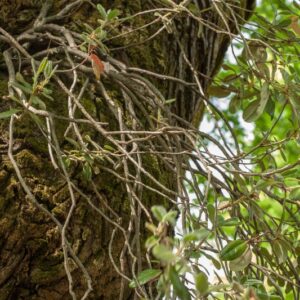 RHODODENDRON LEUCASPIS - CHINA - ERICACEAE - 5567