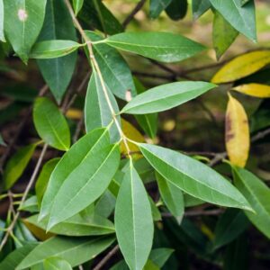 PHILLYREA DECORA - EUROPA ASIA - LAURACEAE - 5569