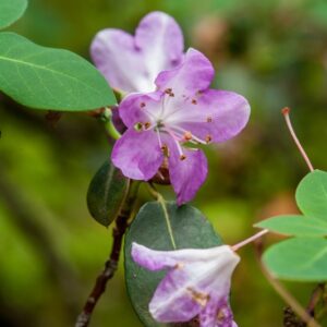 RHDODENDRON - OREOTREPHES - CHINA TIBET - ERICACEAE - 5571