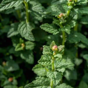 .SPIRAEA - BULLATA - GIAPPONE - ROSACEAE - 5573