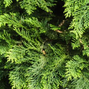 CHAMAECYPARIS - LAWSONIANA NIDIFORMIS - CIPRESSO DI LAWSON - CUPRESSACEAE - 5575
